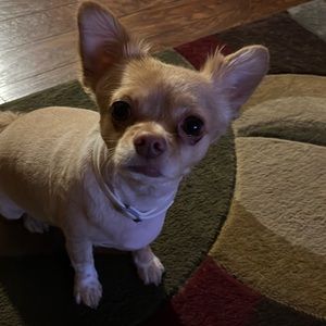 Meet your Posher, Shari